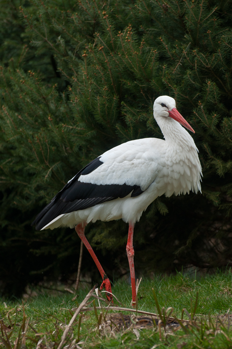 Flugunfähiger Storch