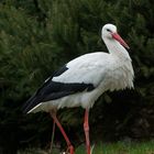 Flugunfähiger Storch