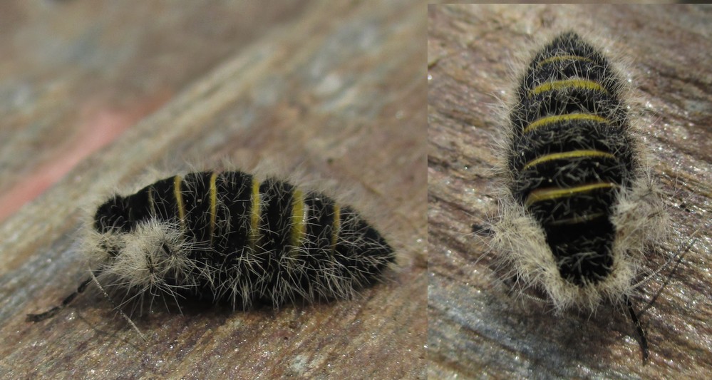 flugunfähiges Weibchen vom Alpenspanner (Lycia alpina)