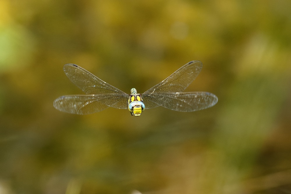 Flugverkehr