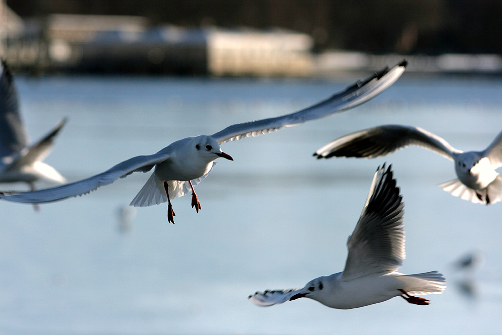 Flugverkehr