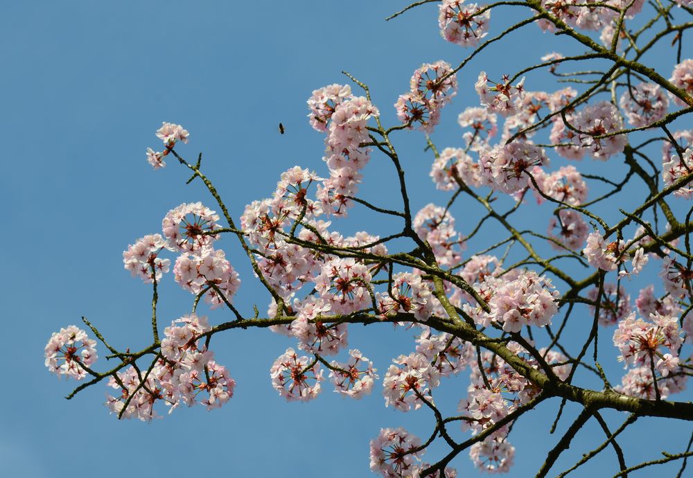 Flugverkehr