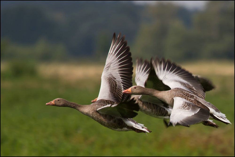 Flugverkehr