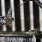 Flugverkehr im Garten