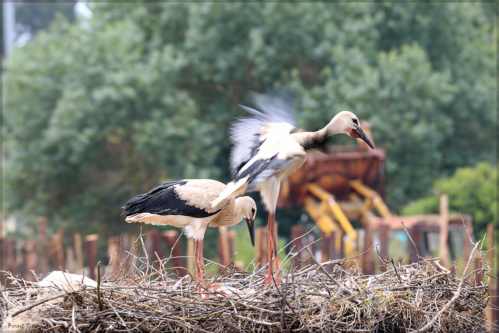 Flugversuch