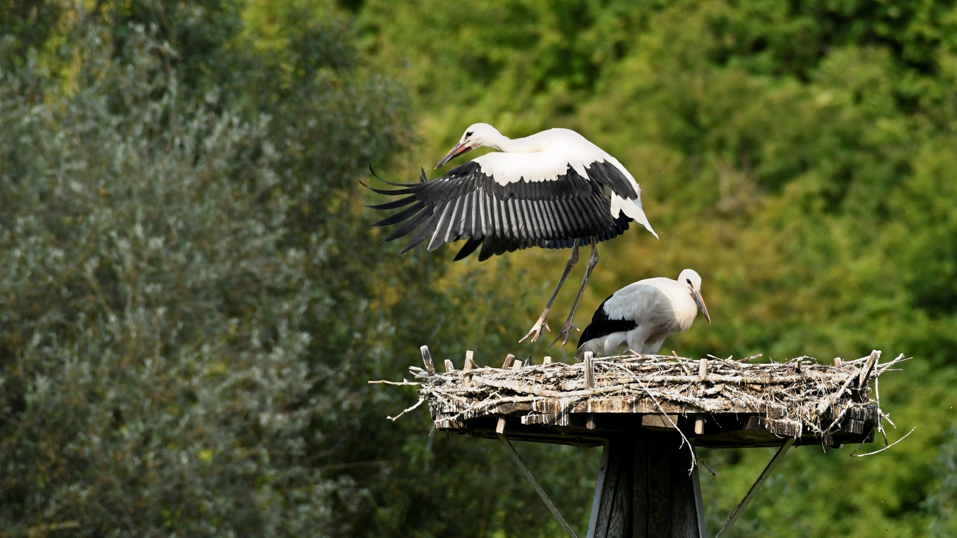 Flugversuche