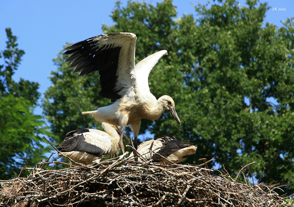 Flugversuche