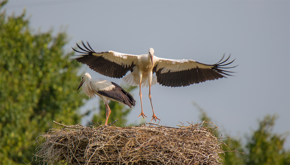 Flugversuche eine Jungstorches