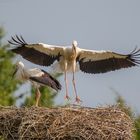 Flugversuche eine Jungstorches