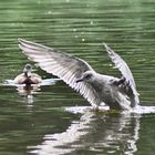 Flugversuche einer jungen Möwe