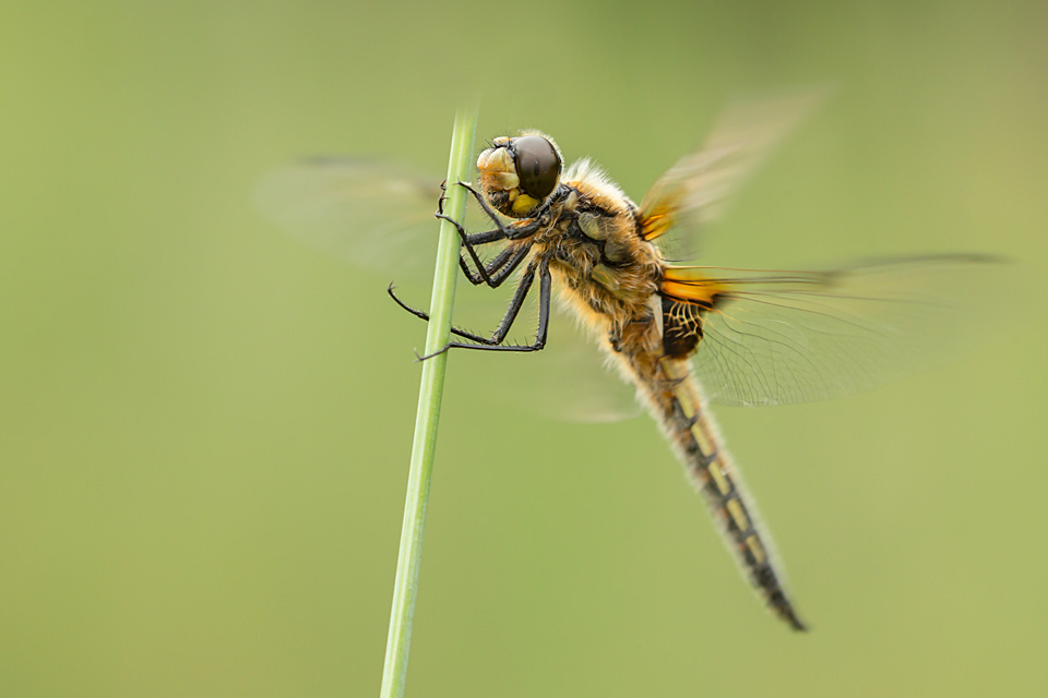 Flugversuche