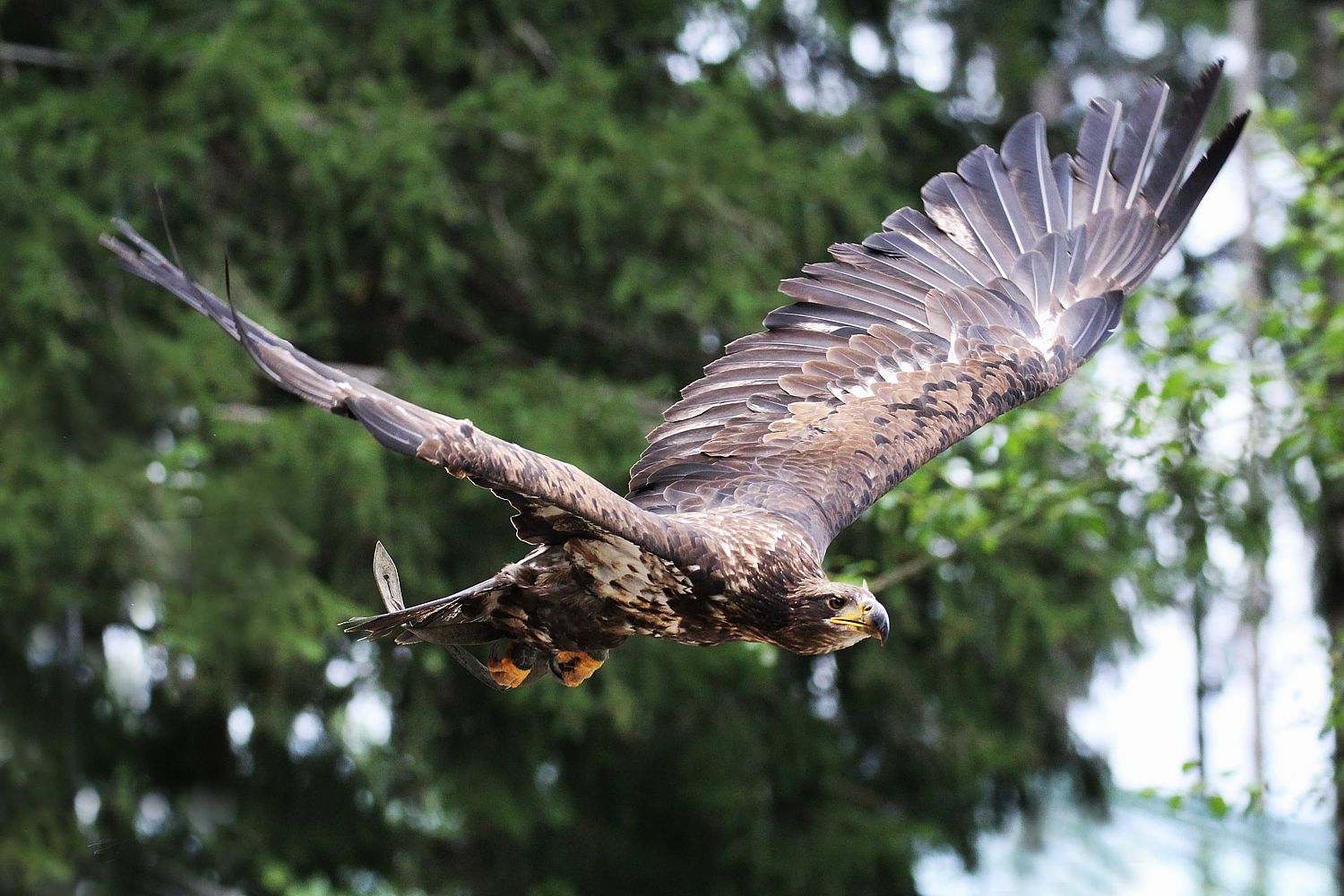 Flugvorführung