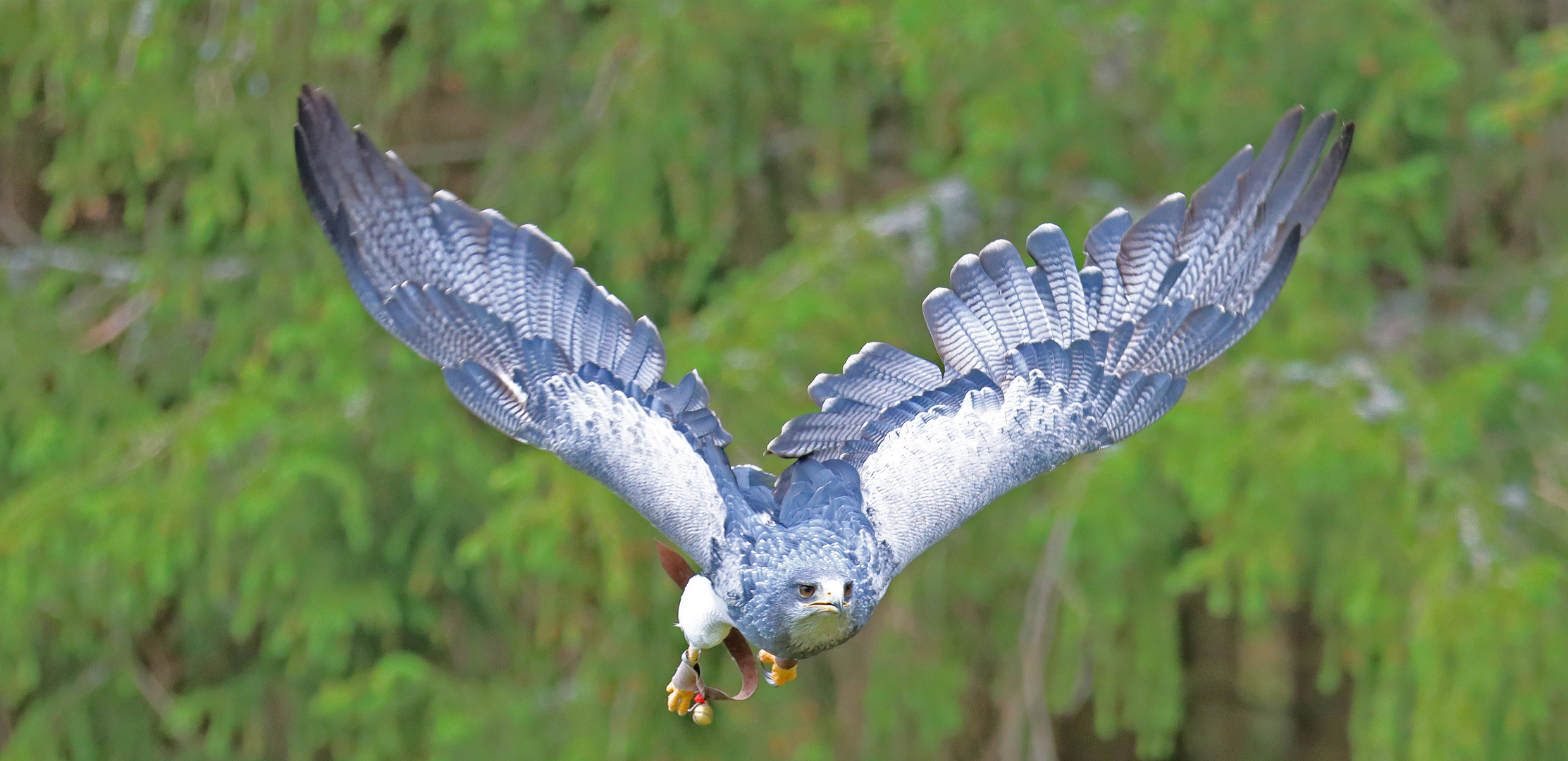 Flugvorführung Hellenthal