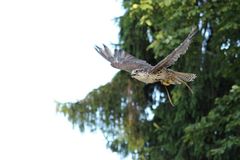 Flugvorführung im Wildpark Schloss Tambach