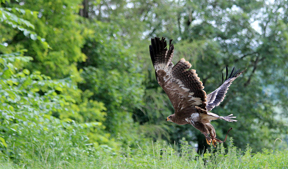 Flugvorführung in Schillingsfürst.