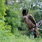 Flugvorführung in Schillingsfürst.