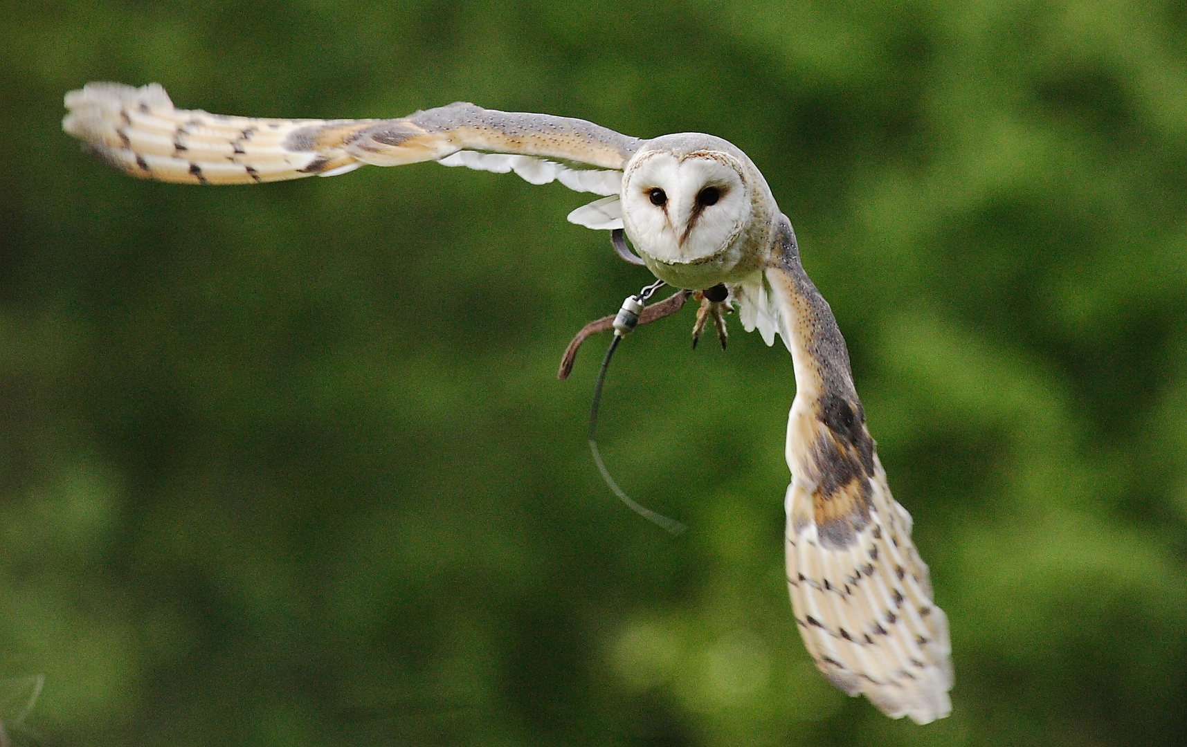 Flugvorführung Wildpark Eekholt