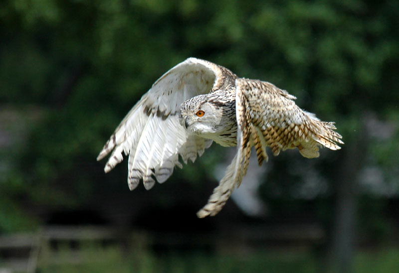 Flugvorführung Wildpark Poing