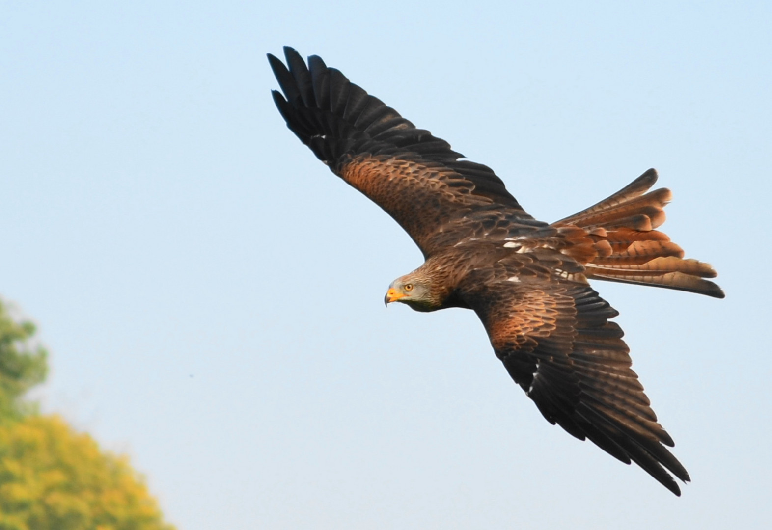 Flugvorführung Wildpark Tripsdrill