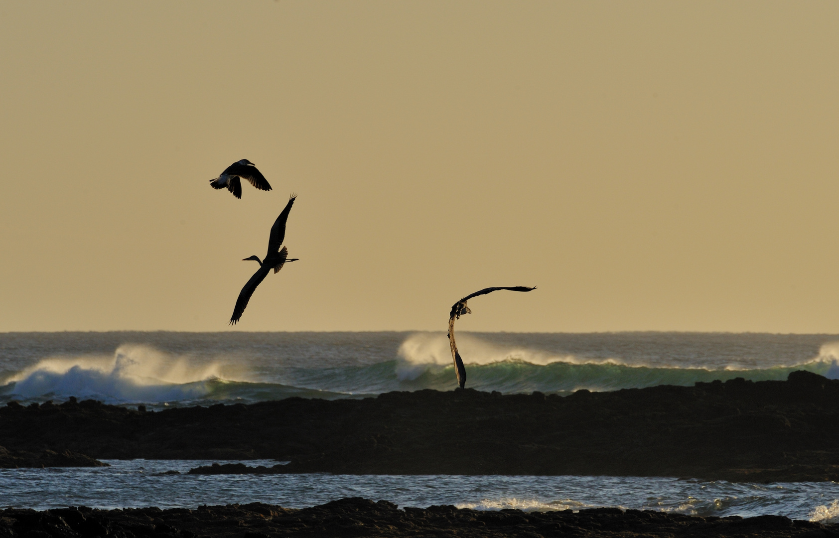 Flugwettbewerb am Meer