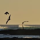 Flugwettbewerb am Meer