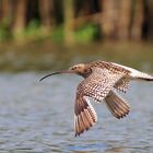 Flugwetter für den grossen Brachvogel