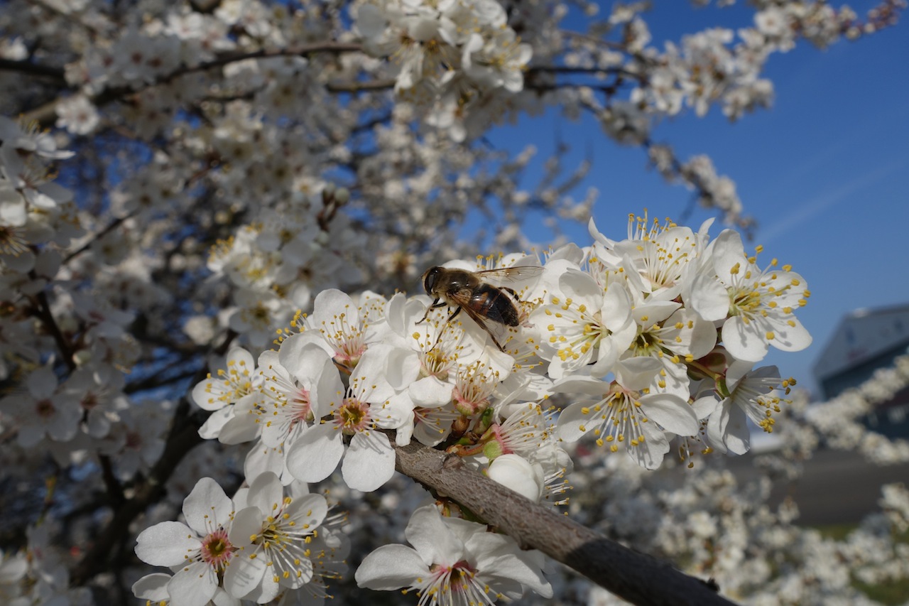 Flugwetter für die Bienen