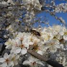 Flugwetter für die Bienen