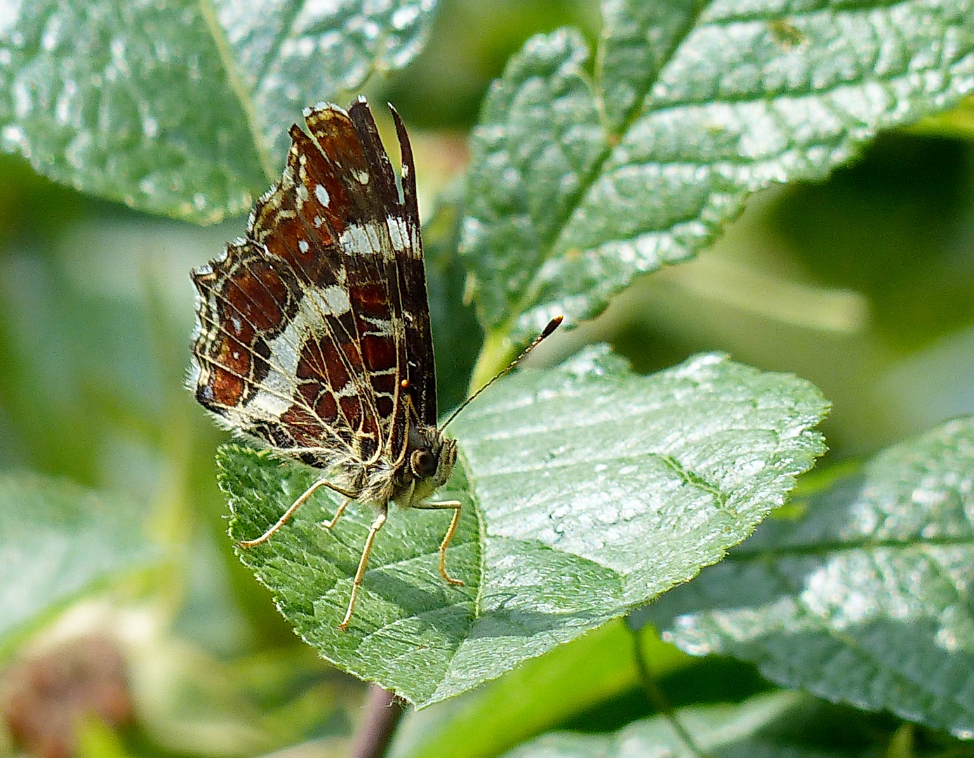 Flugwetter für Landkärtchen