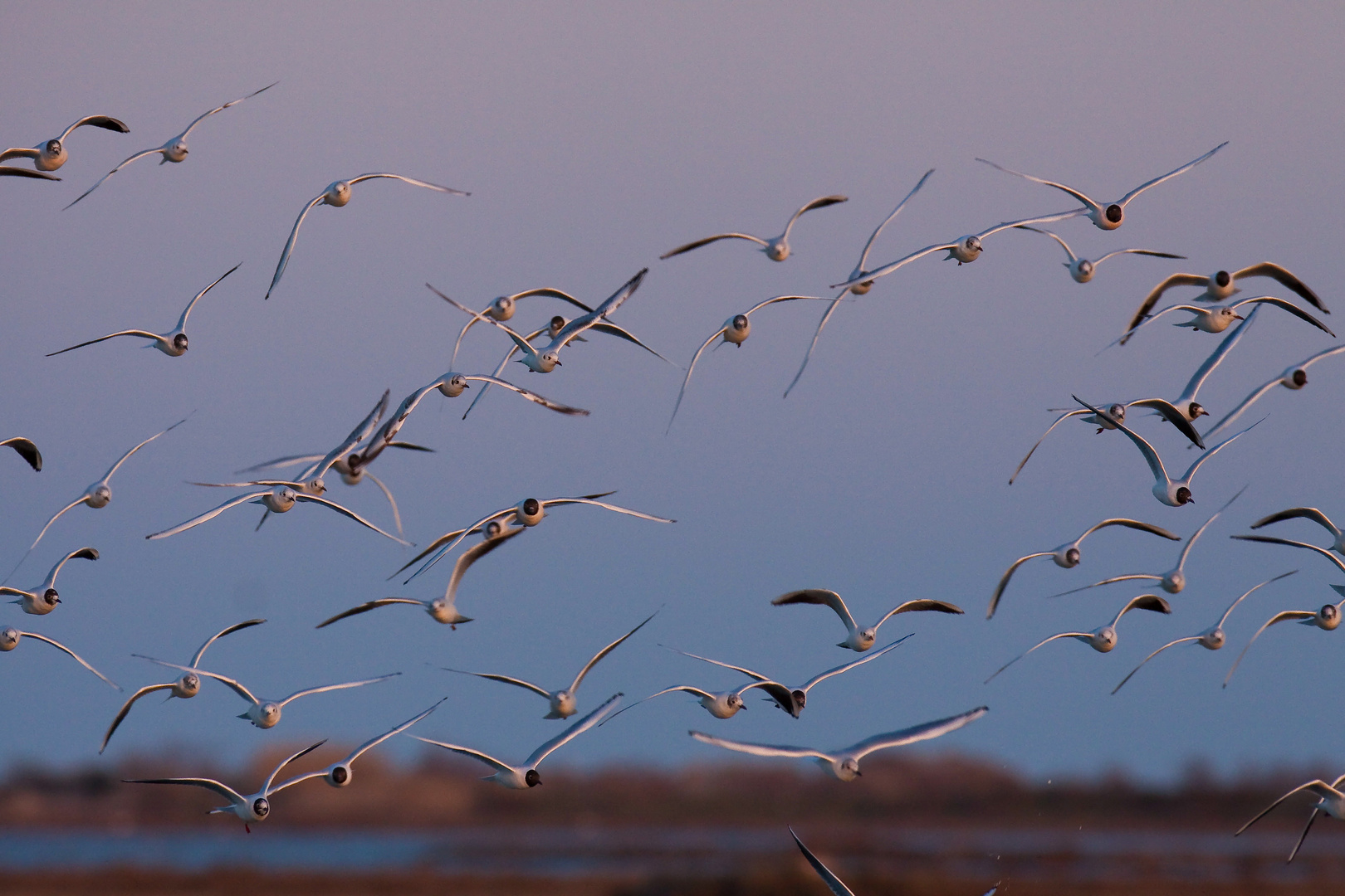 Flugwolke in der Camargue