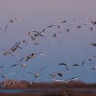 Flugwolke in der Camargue