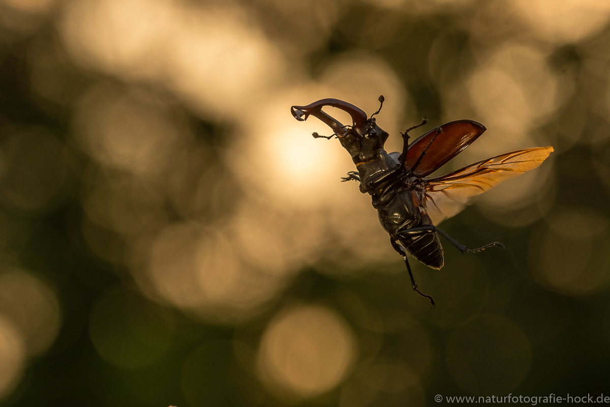 ~ Flugzeit ~