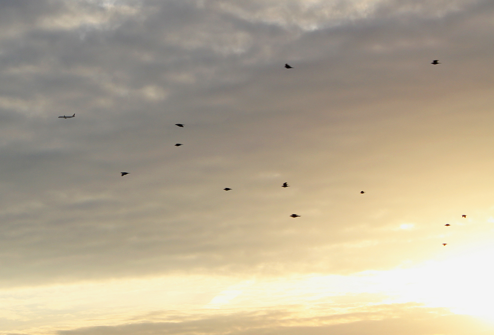 Flugzeug und Vögel