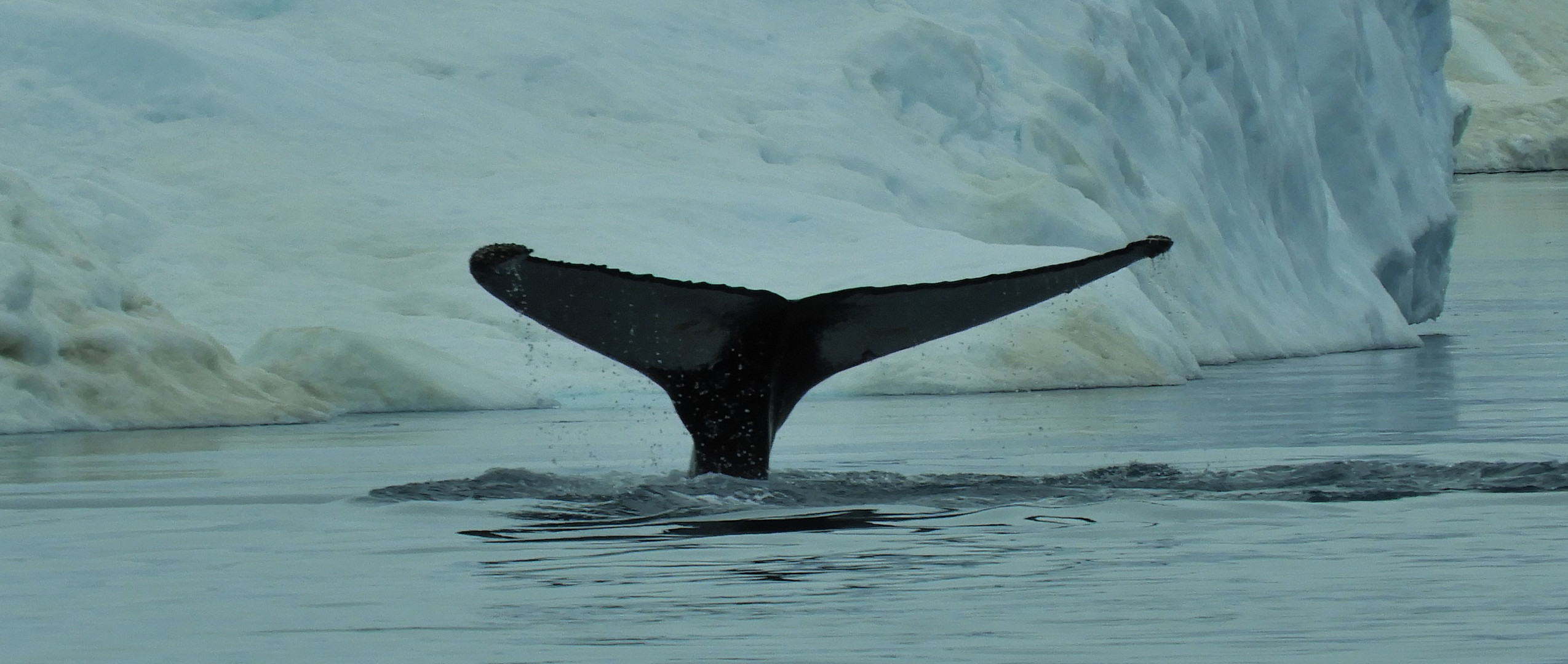 Fluke des Buckelwals vor dem Eisberg