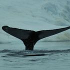 Fluke des Buckelwals vor dem Eisberg