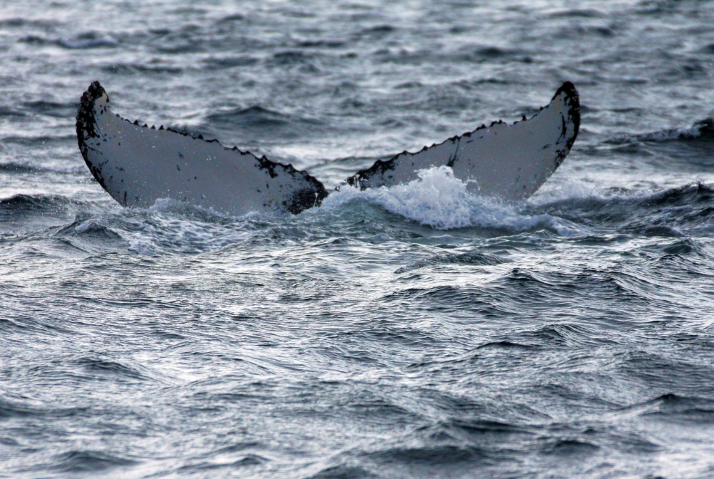 Fluke eines abtauchenden Buckelwals