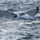Fluke eines abtauchenden Buckelwals