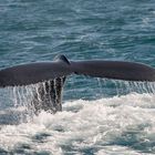 Fluke eines Buckelwales