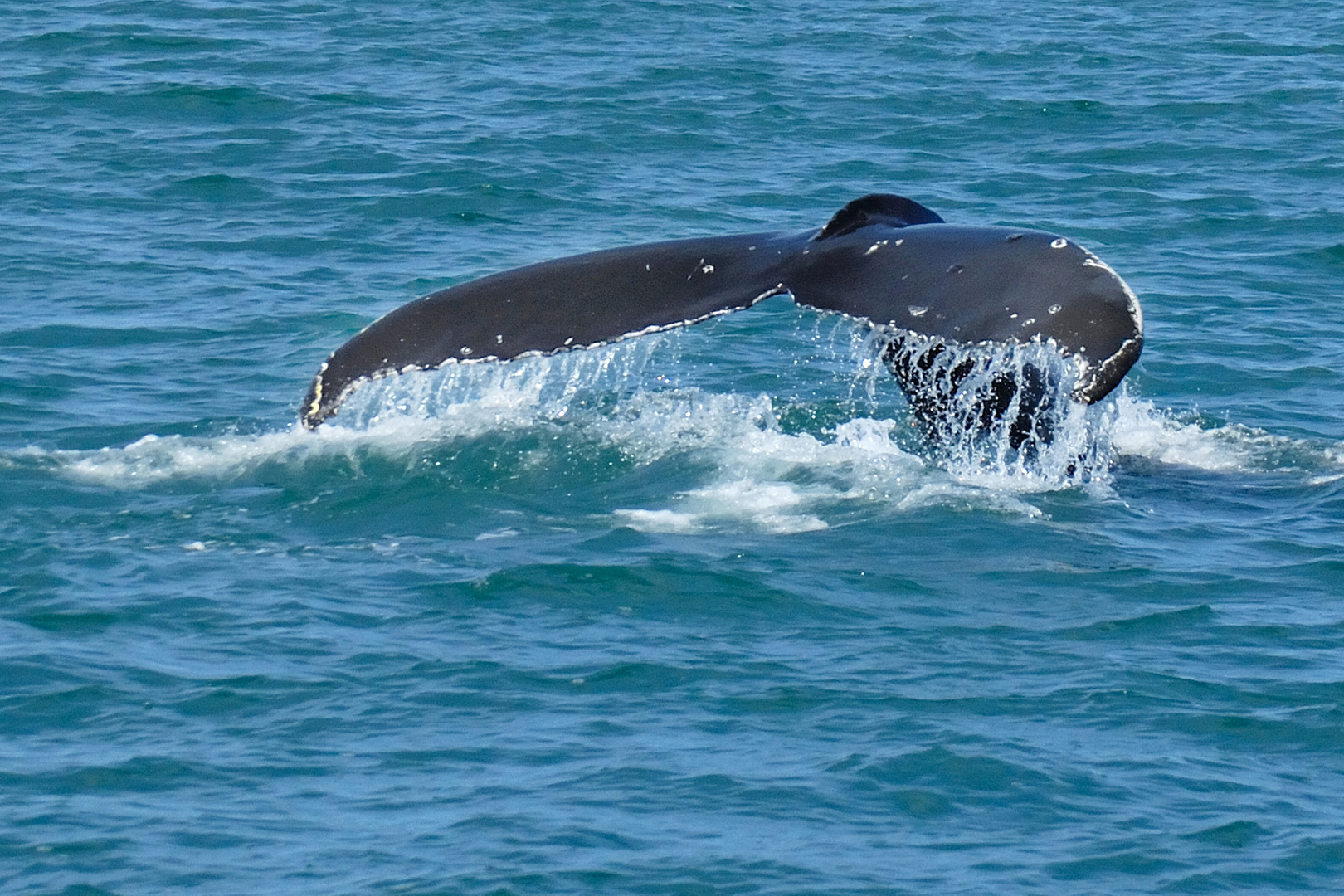 Fluke eines Buckelwales - Walbeobachtung - Whale watching - Island