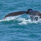 Fluke eines Buckelwales - Walbeobachtung - Whale watching - Island