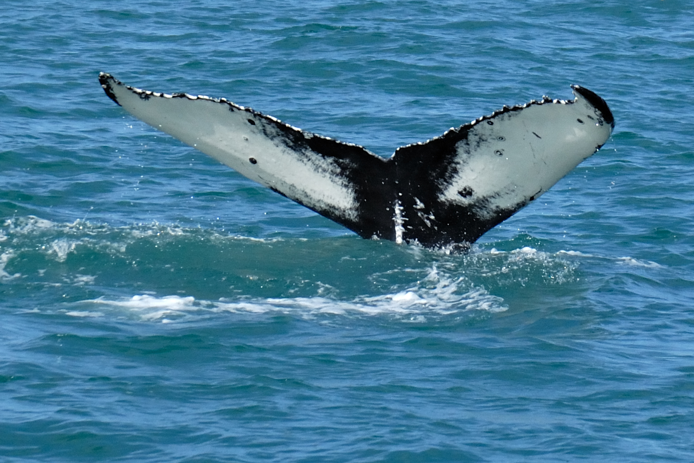 Fluke eines Buckelwales - Walbeobachtung - Whale watching - Island