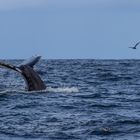 Fluke eines Buckelwals