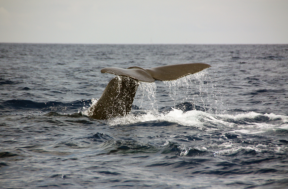 Fluke - Sperm Whale