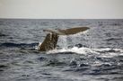 Fluke - Sperm Whale von WhitePointer 