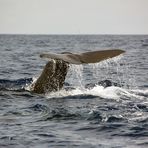 Fluke - Sperm Whale