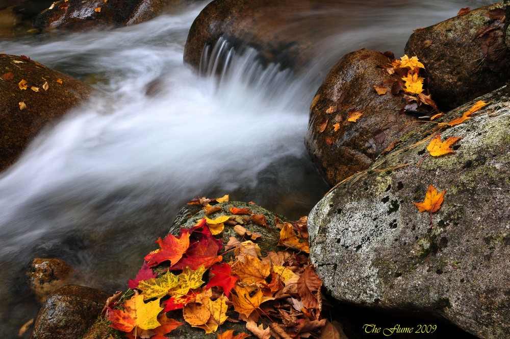 Flume Foliage