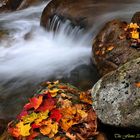 Flume Foliage