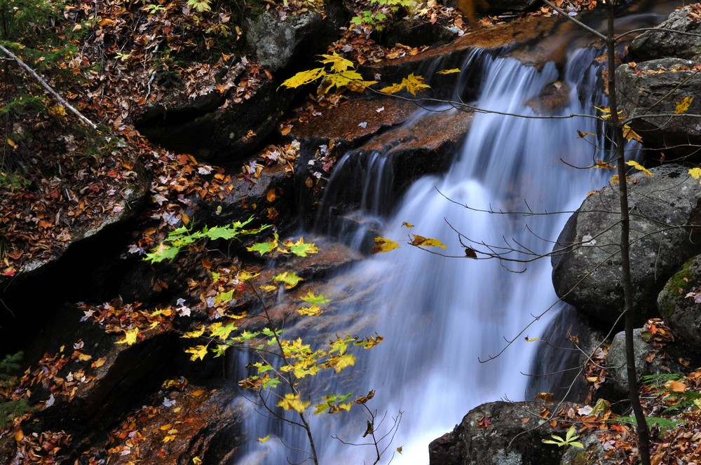 Flume Foliage II