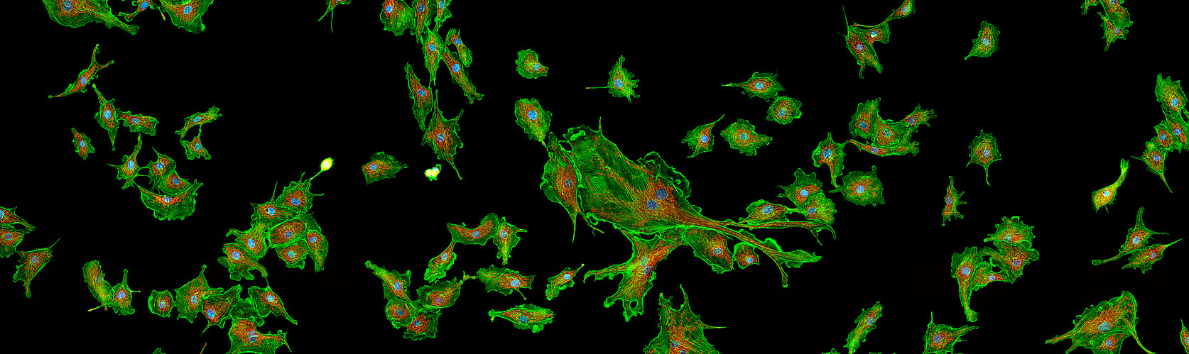 FluoCells #1 (Molecular Probes)