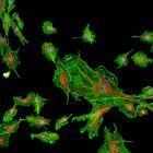 FluoCells #1 (Molecular Probes)